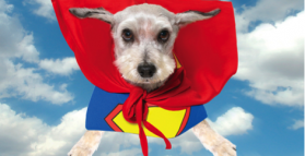 Sustenhance leads ‘superfood’ trend for pets