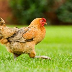 Sustenhance reveals Australia’s ‘wildest chick’ roosts in Mackay
