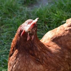Backyard poultry health goes viral for Sustenhance’s Chicks Gone Wild