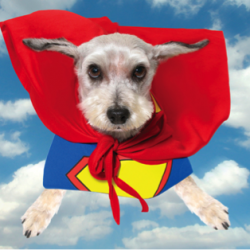 Sustenhance leads ‘superfood’ trend for pets