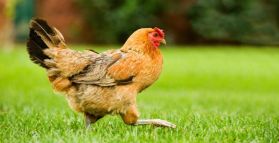 Sustenhance reveals Australia’s ‘wildest chick’ roosts in Mackay